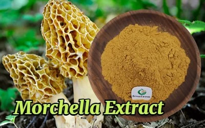 Morchella Extract 1 Morchella Extract 1